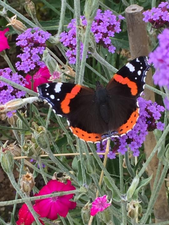 Thornton-garden-27.8.17-016-1-773x1030