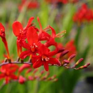 crocosmia-lucifer