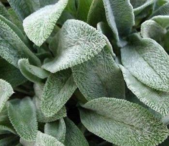 lambs-ears-pic-500x430