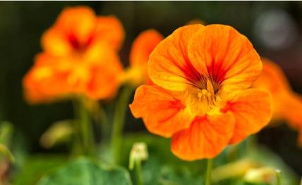 nasturiums-612x375